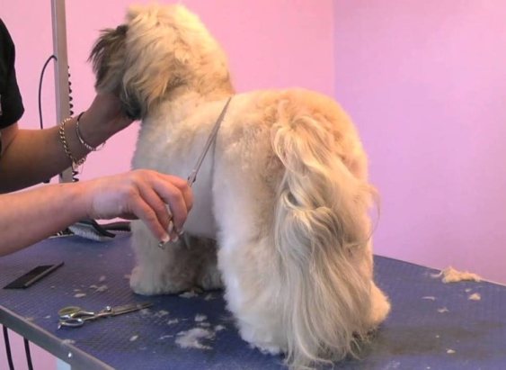 En İyi 40 Mezitli Köpek Kuaförü