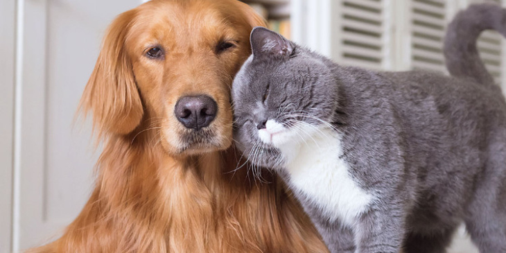 Mersin Pet Kuaförü Kedi Köpek Tıraşı Tüy Tırnak Bakımı