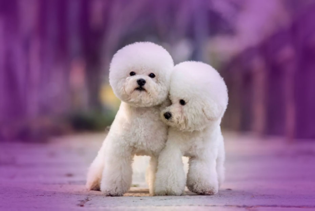Köpek Eğitim Merkezi Mersin