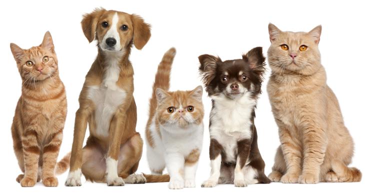 Anestezisiz Kedi ve Köpek Tıraşı