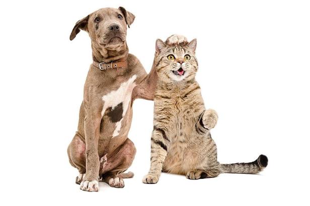 Pet Malzeme Satışımız Mersin Petshop