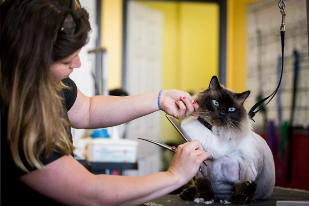 Pet Kuaför ve Spa