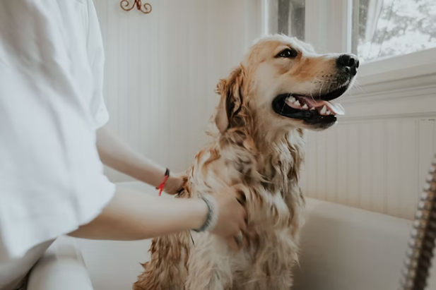 Yenişehir Pet Kuaför